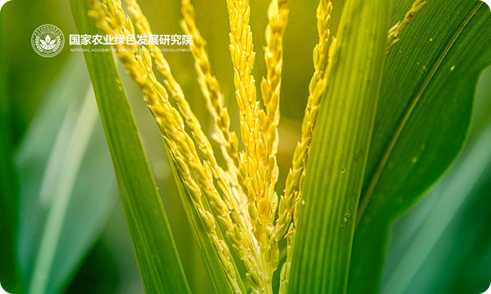 國家農(nóng)業(yè)綠色發(fā)展研究院