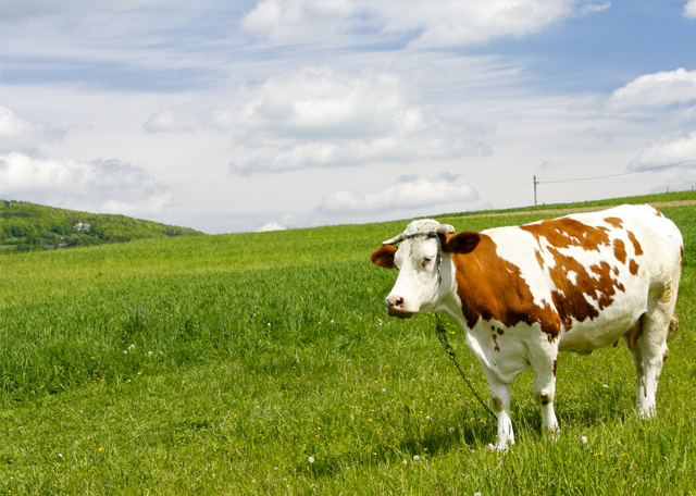 尚品承接北京農(nóng)學(xué)院網(wǎng)站建設(shè)項(xiàng)目